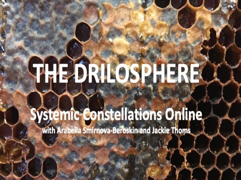 Systemic Constellations · Dandelion