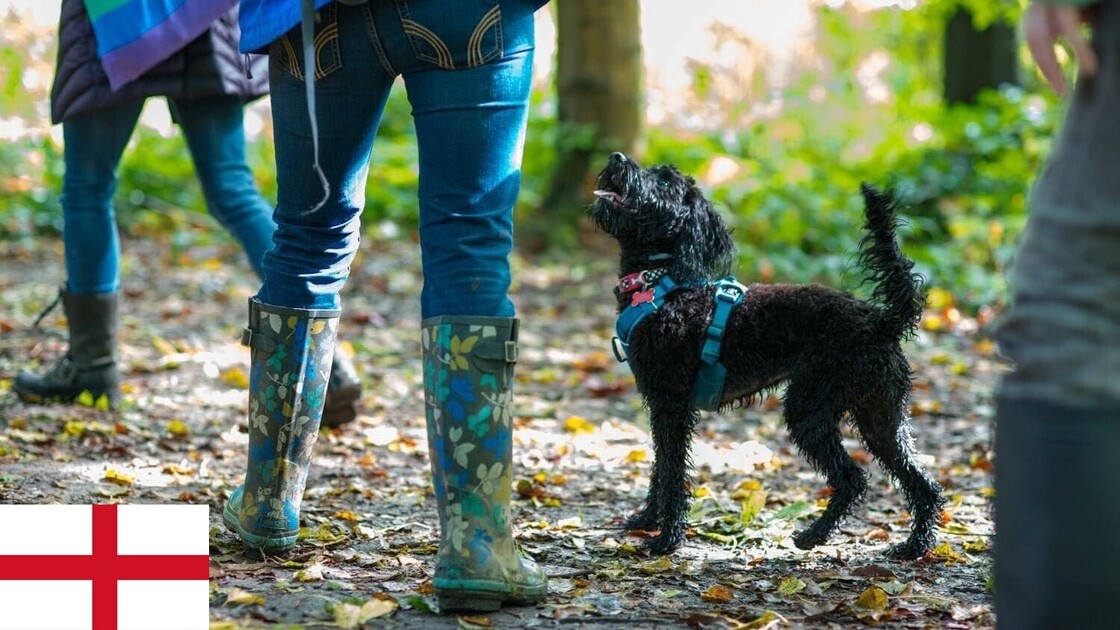 Rainbow Pooch in the Park